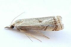 Microcrambus polingi
