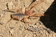 Galeodes graecus