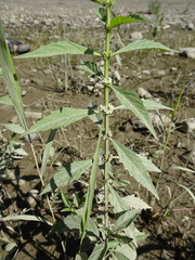 Lycopus laurentianus