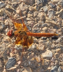 Trithemis kirbyi
