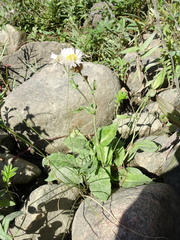 Erigeron philadelphicus provancheri