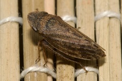 Aphrodes makarovi