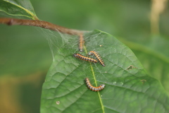 Omphalocera munroei