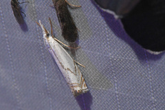 Crambus albellus