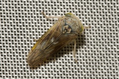 Idiocerus stigmaticalis