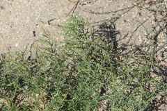 Suaeda prostrata