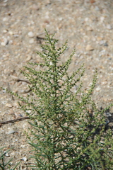 Suaeda prostrata