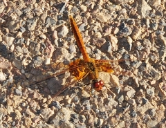 Trithemis kirbyi