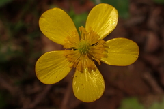 Ranunculus