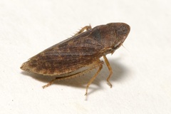 Aphrodes makarovi