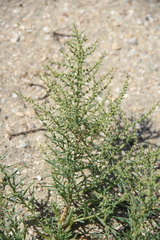 Suaeda prostrata