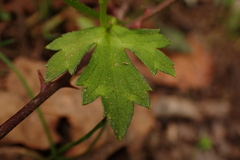 Ranunculus