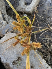 Cyperus erythrorhizos