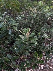 Notholithocarpus densiflorus echinoides