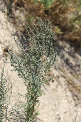 Suaeda prostrata