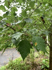 Crataegus viridis