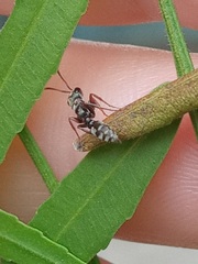 Pseudomyrmex