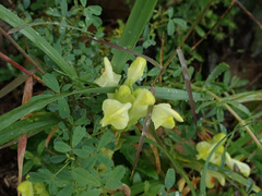 Scutellaria orientalis