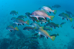 Sciaena umbra