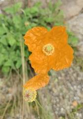Papaver cambricum