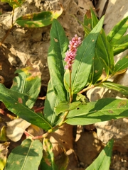 Persicaria amphibia