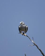 Elanus caeruleus caeruleus