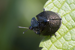 Cyrtonota
