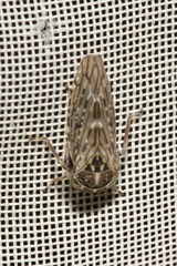 Stenidiocerus poecilus