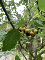 Crataegus viridis