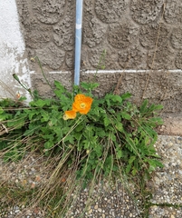 Papaver cambricum