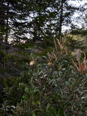 Notholithocarpus densiflorus echinoides