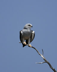 Elanus caeruleus caeruleus