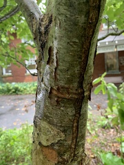 Crataegus viridis