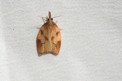 Sparganothis xanthoides