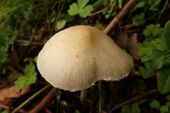 Candolleomyces