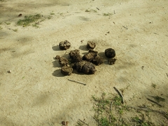 Elephas maximus maximus