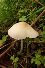 Candolleomyces