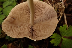 Candolleomyces