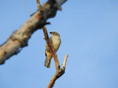 Saltator coerulescens