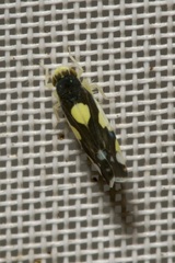 Eupteryx vittata