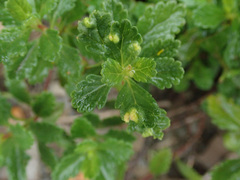 Teucrium chamaedrys
