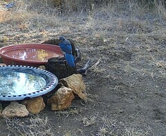 Aphelocoma woodhouseii texana