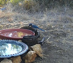 Aphelocoma woodhouseii texana