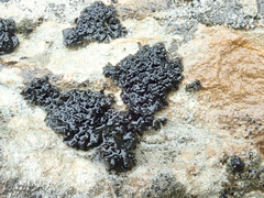 Lichinaceae