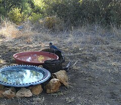 Aphelocoma woodhouseii texana