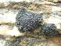 Lichinaceae