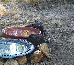 Aphelocoma woodhouseii texana