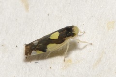 Eupteryx vittata