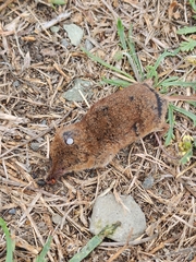 Sorex vagrans