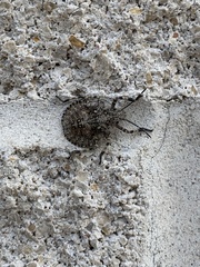Brochymena